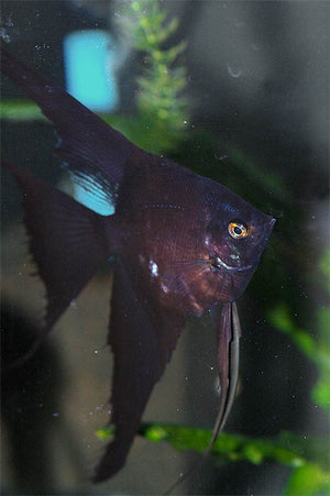 Angelfish - Streaked Black