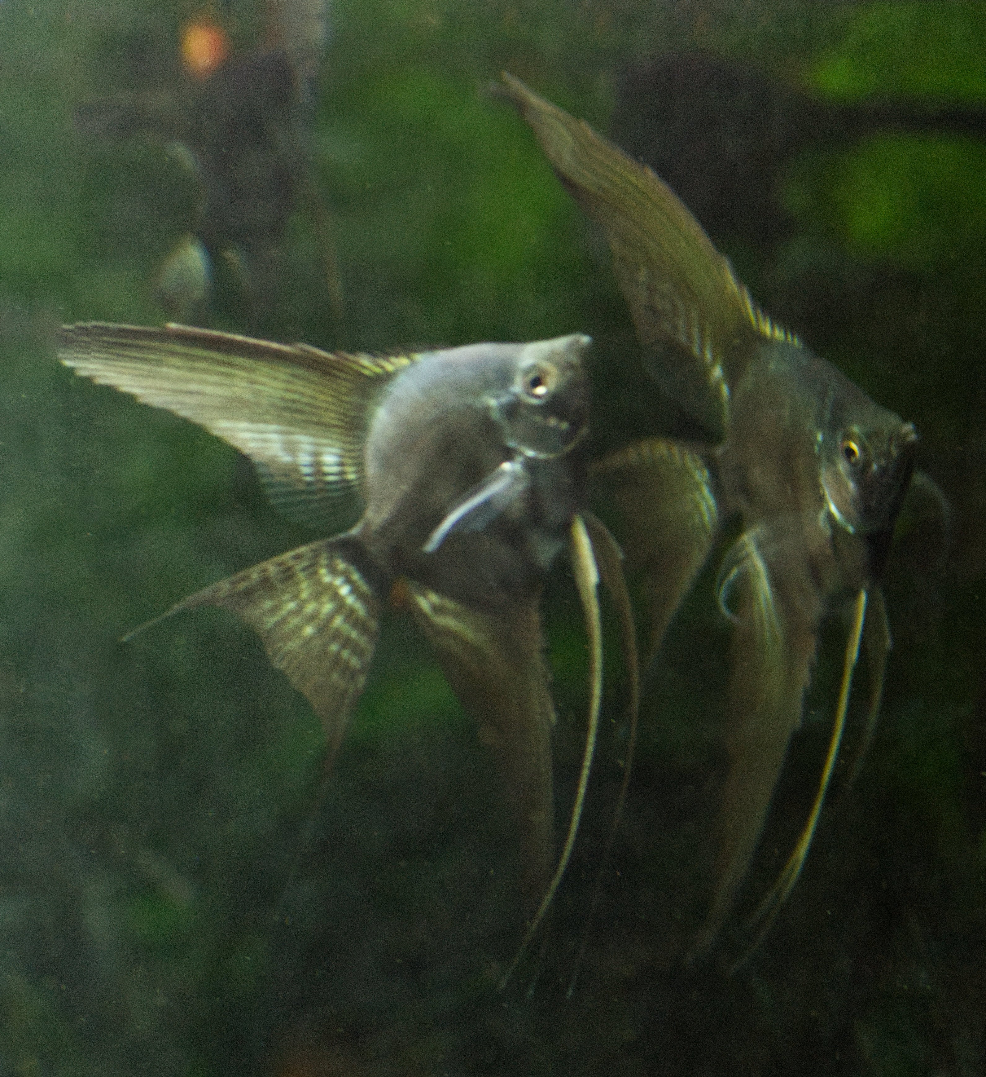 Lilac Point Angelfish for sale – Angels Plus - Main Image