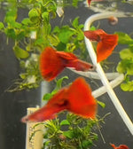 Grey body Red guppy
