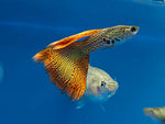 Variegated Red Snakeskin Guppies