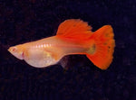 Guppy - Red and Albino Red