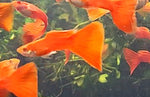 Guppy - Red and Albino Red