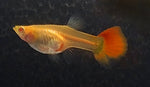 Guppy - Red and Albino Red