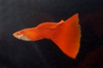 Guppy - Red and Albino Red