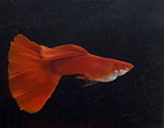 Guppy - Red and Albino Red