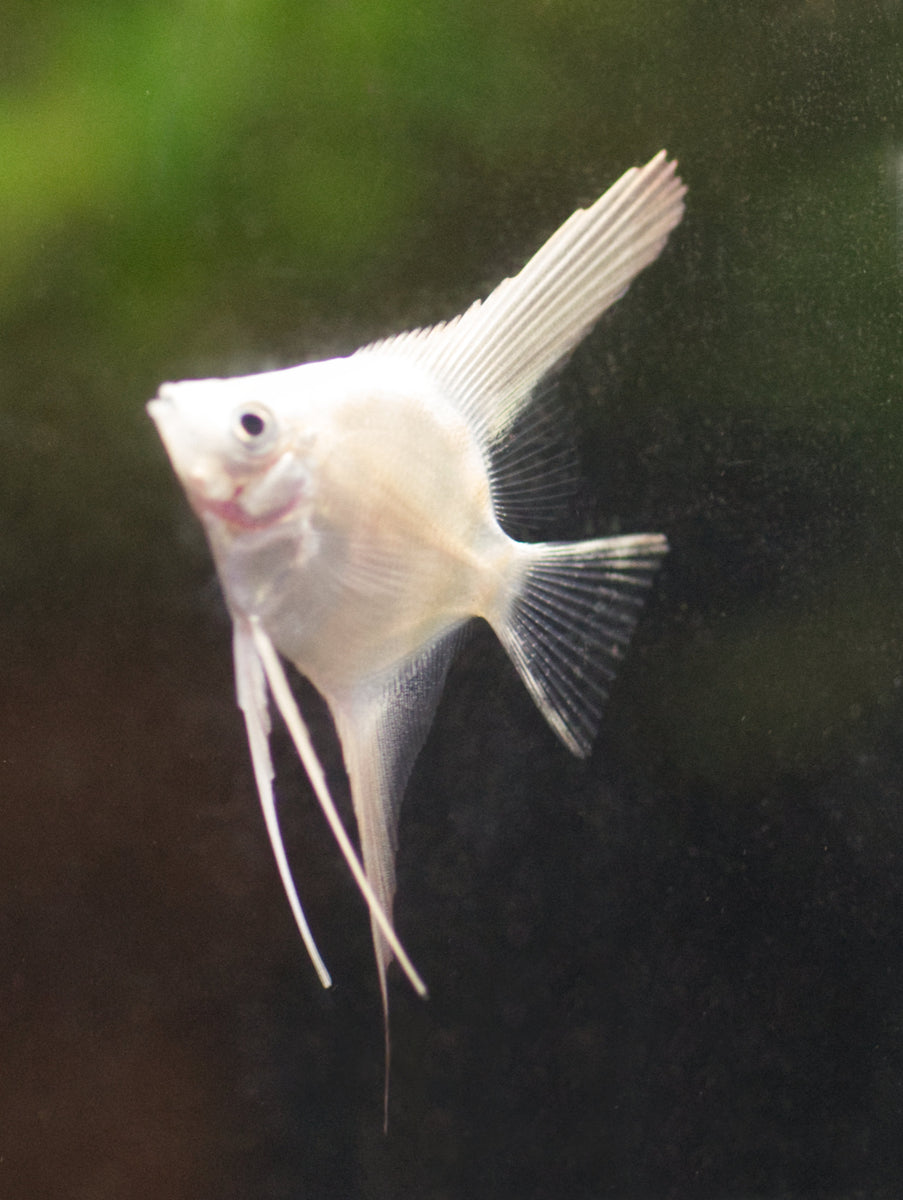 Lilac Point Angelfish for sale – Angels Plus