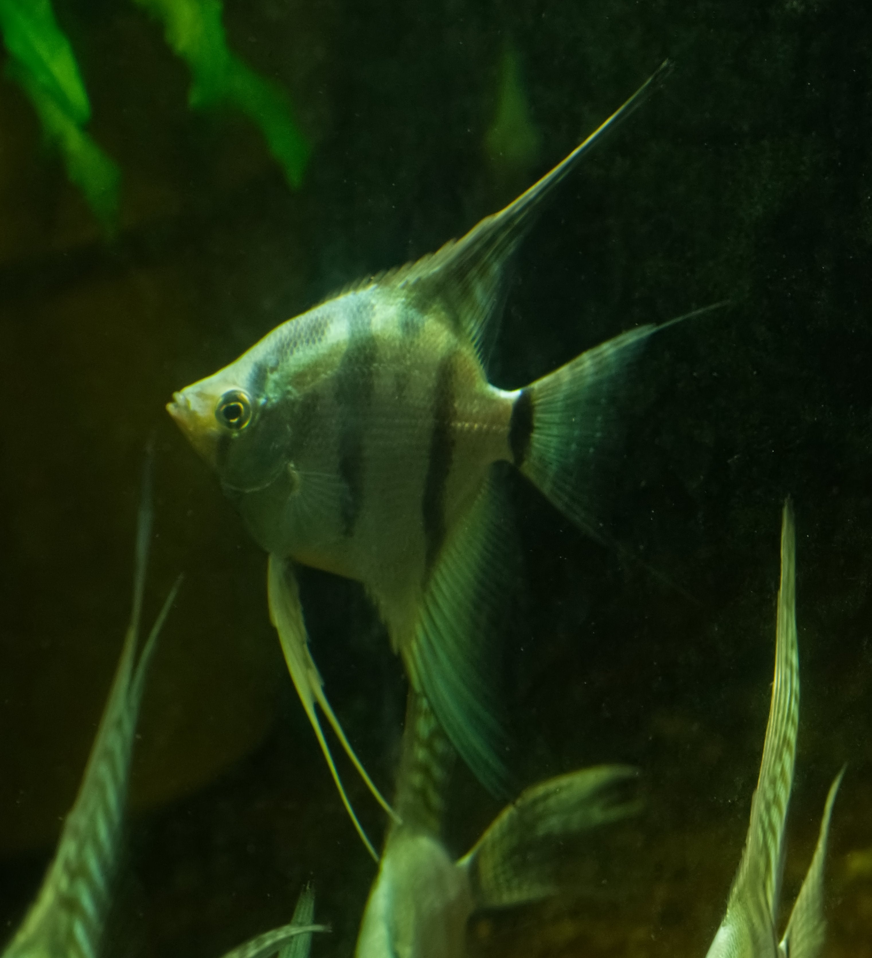 Blue Silver Standard Angelfish