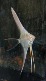 Angelfish - Albino Dantum Cross