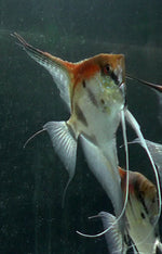 DAntum/koi Angelfish  F1 - adult