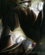 Angelfish - Bulgarian Lilac Point