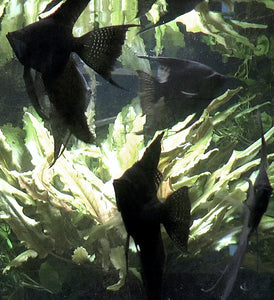 Black Angelfish Group #304