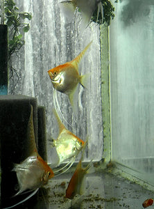 Gold Marble Angelfish group #317