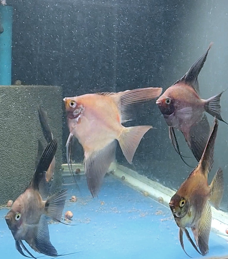 Seal Point Angelfish Group #321