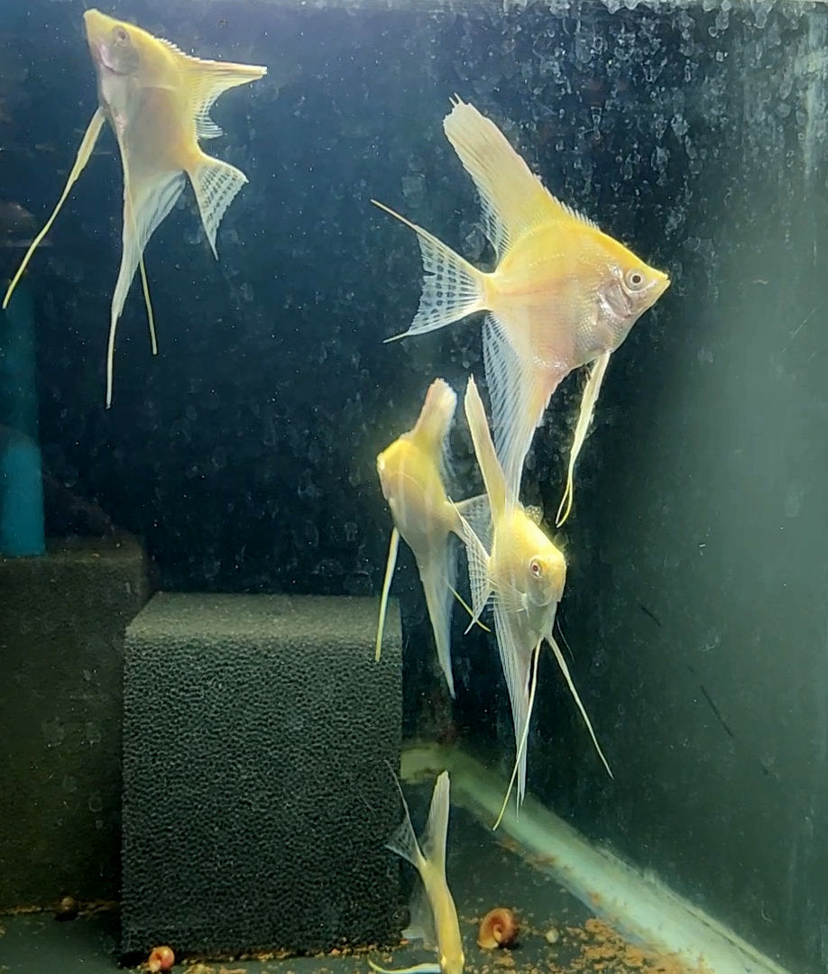 Albino Dantum Angelfish Group #322