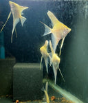 Albino Dantum Angelfish Group #322