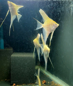 Albino Dantum Angelfish Group #322