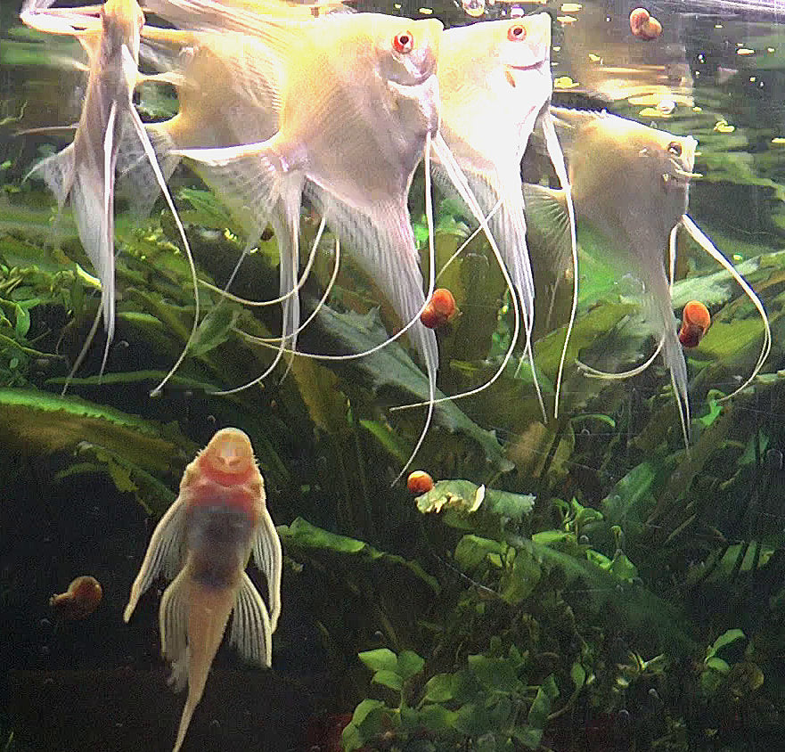 Albino Dantum Angelfish group #323