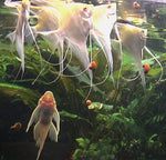 Albino Dantum Angelfish group #323