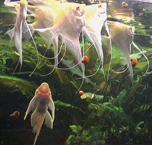 Albino Dantum Angelfish group #323
