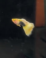 Halfblack Yellow Guppies - Gold body