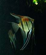 Manacapuru Angelfish