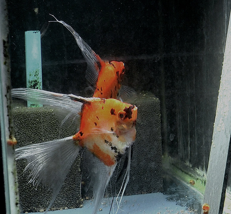 Koi Angelfish Breeding pair #2388