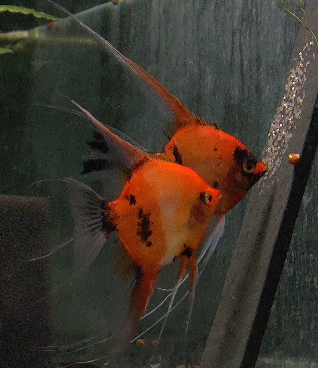 Koi Angelfish Breeding pair #2390