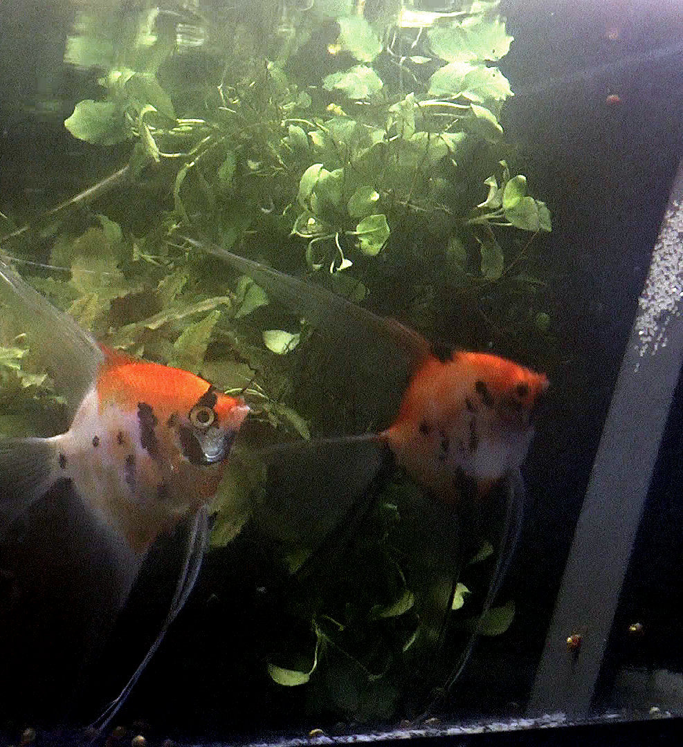 Koi Angelfish breeding pair #2394