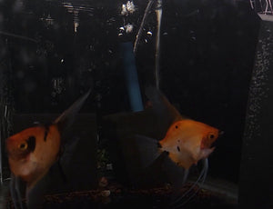 Koi Angelfish Breeding pair #2395