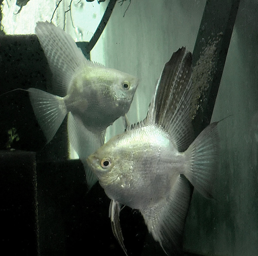 Blue Lilac Point Angelfish Breeding pair #2396