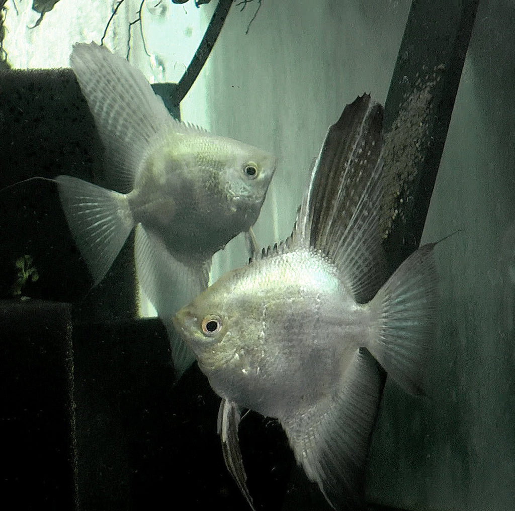 Blue Lilac Point Angelfish Breeding pair #2396