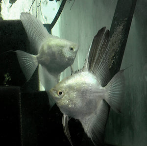 Blue Lilac Point Angelfish Breeding pair #2396