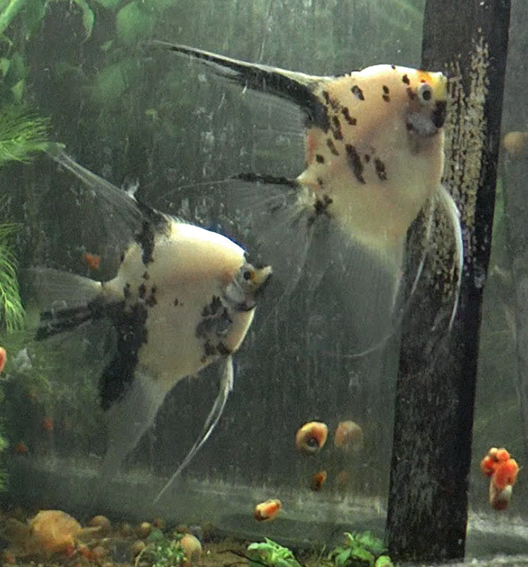 Panda Koi Angelfish Breeding Pair #2399 for sale – Angels Plus