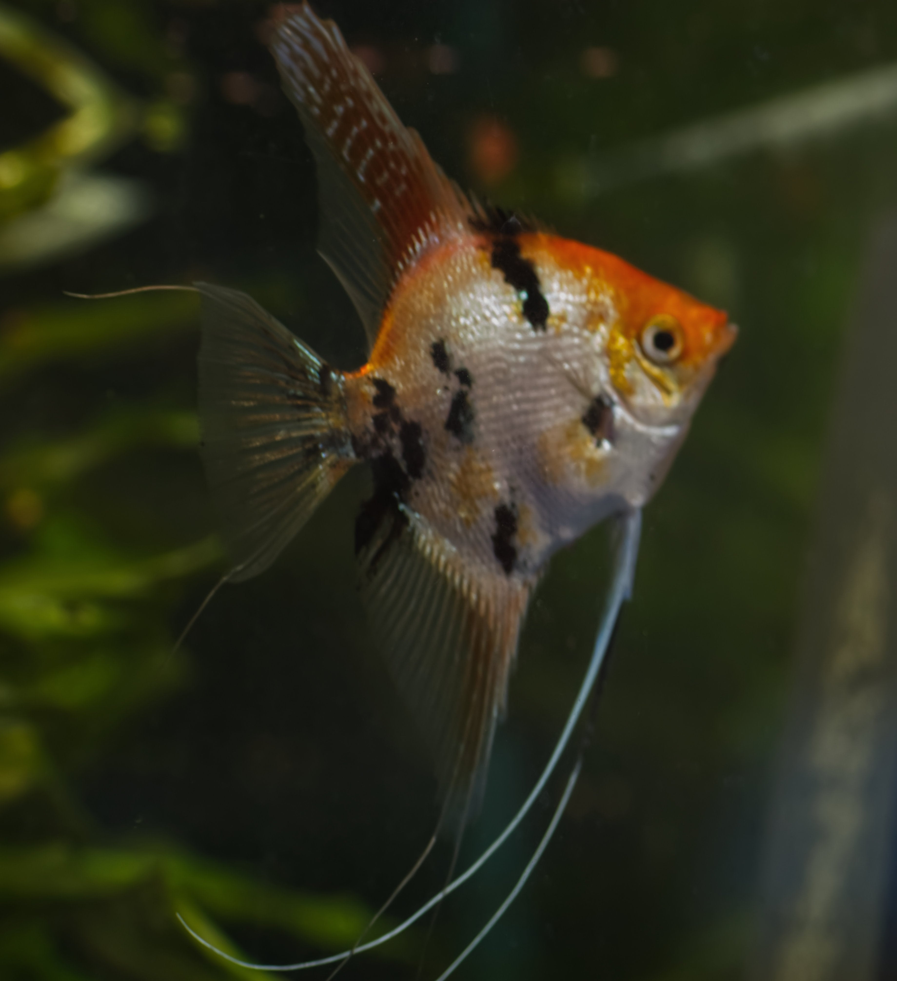 Gold Marble Angelfish Breeding pair #2400 - female