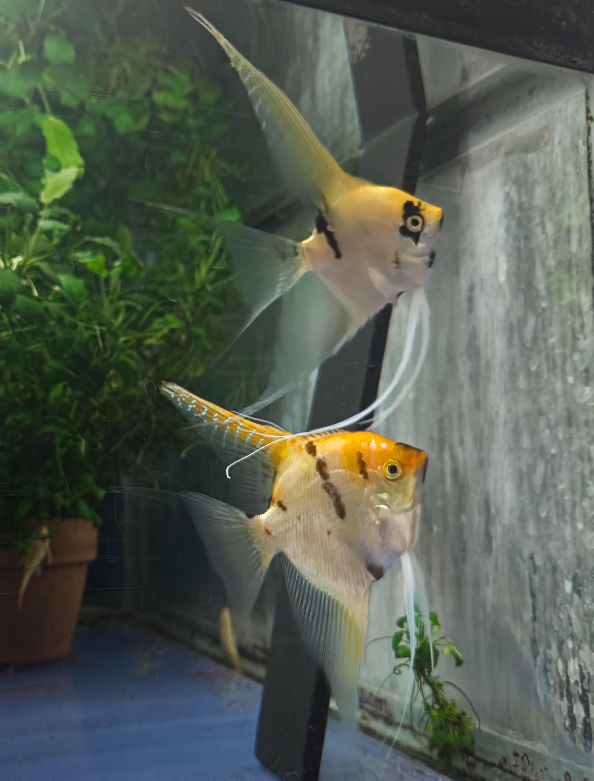 Breeding Pair - Gold Marble Angelfish  #2401