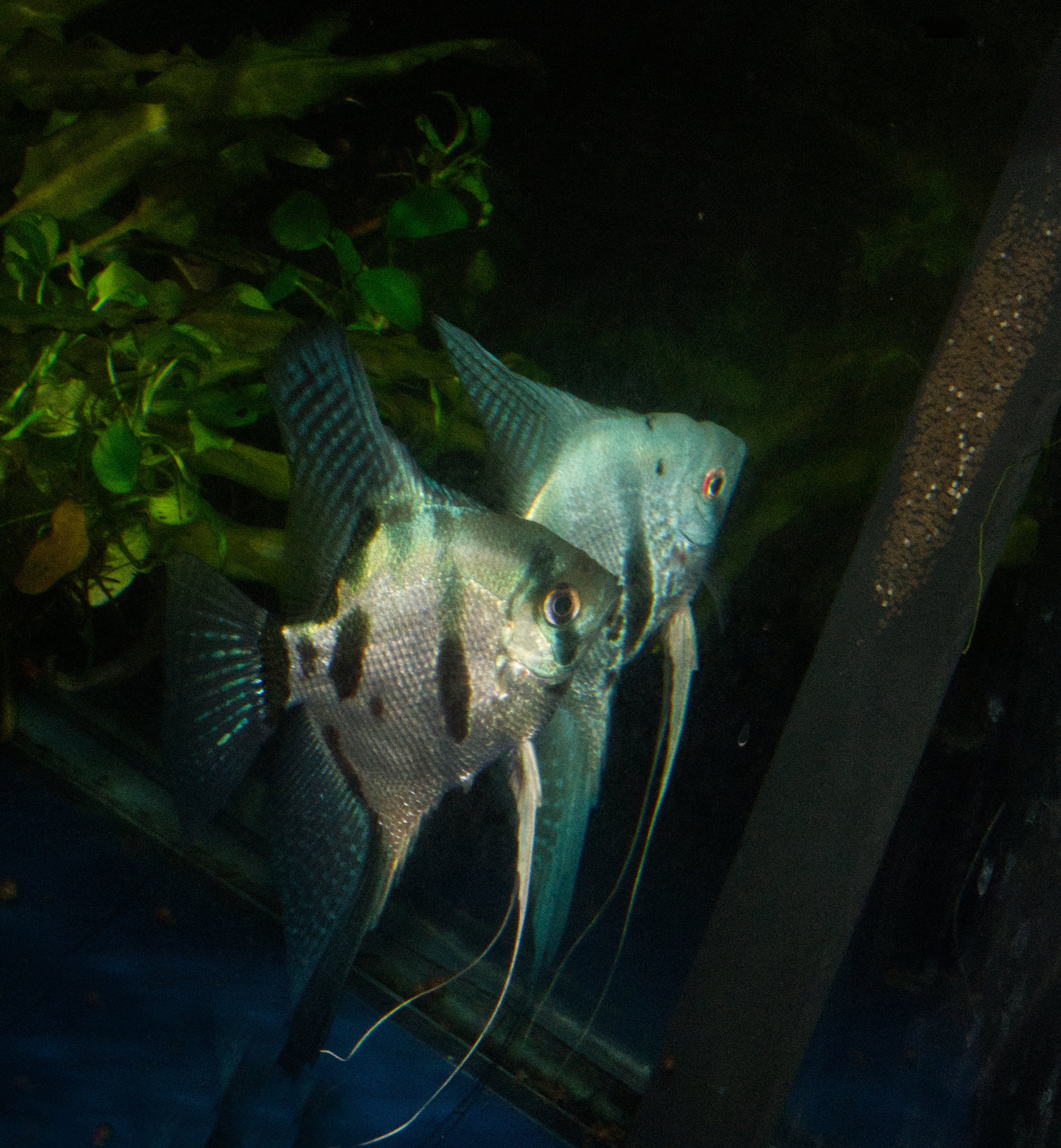 Blue Angelfish Breeding pair #2403