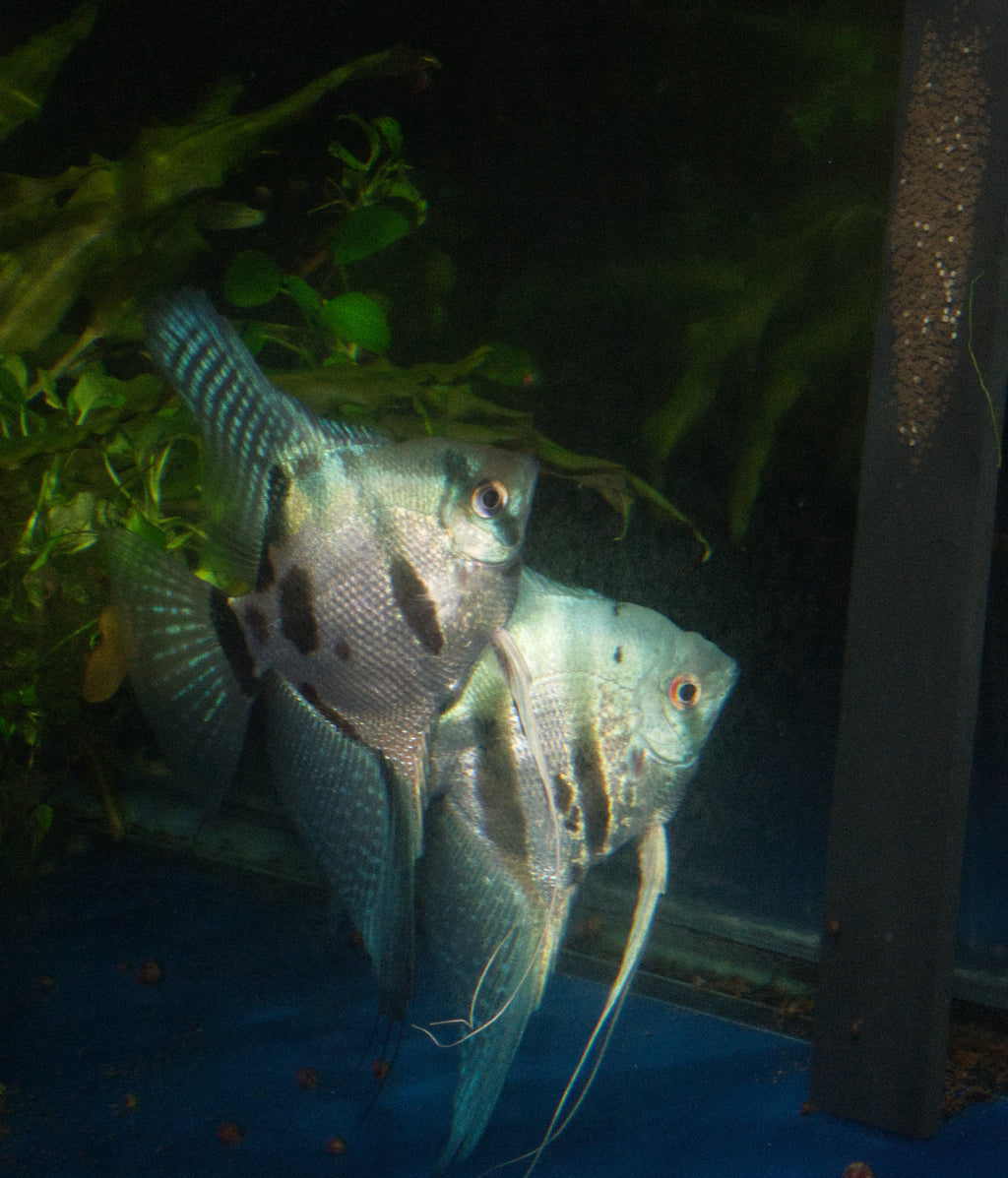 Blue Angelfish Breeding pair #2403