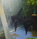 Black Angelfish Breeding pair #2404