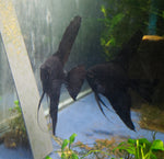 Black Angelfish Breeding pair #2404