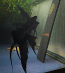 Black Angelfish pair #2405