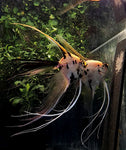 Gold Marble Angelfish Breeding pair #2406