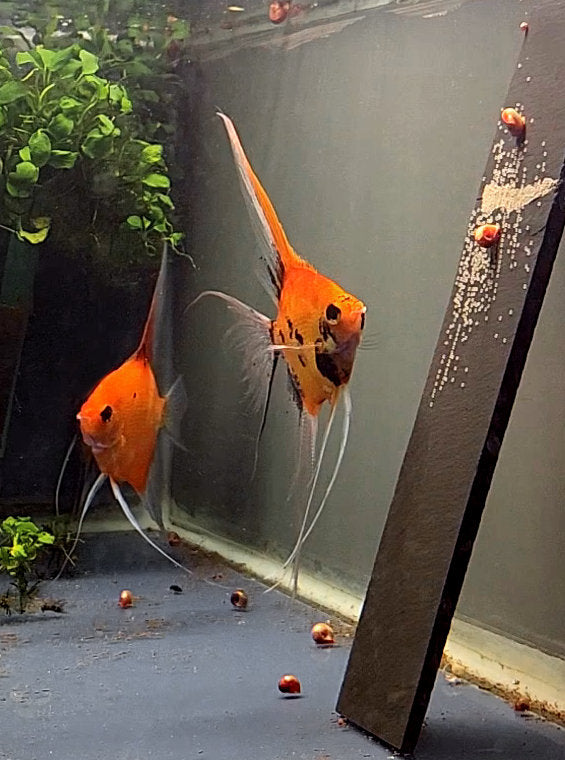 Koi Angelfish Breeding Pair #2410 for sale – Angels Plus