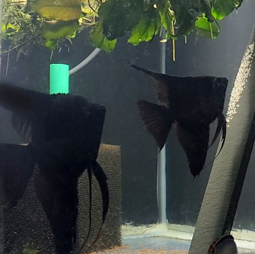 Black/Black Blushing Angelfish Breeding Pair #2411 for sale – Angels Plus
