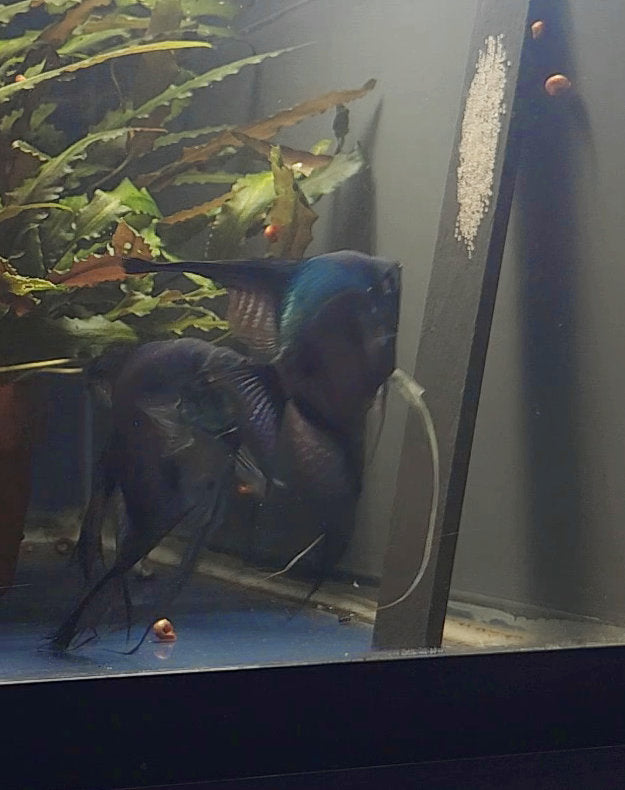Ghost Pinoy Angelfish Breeding Pair #2412 for sale – Angels Plus
