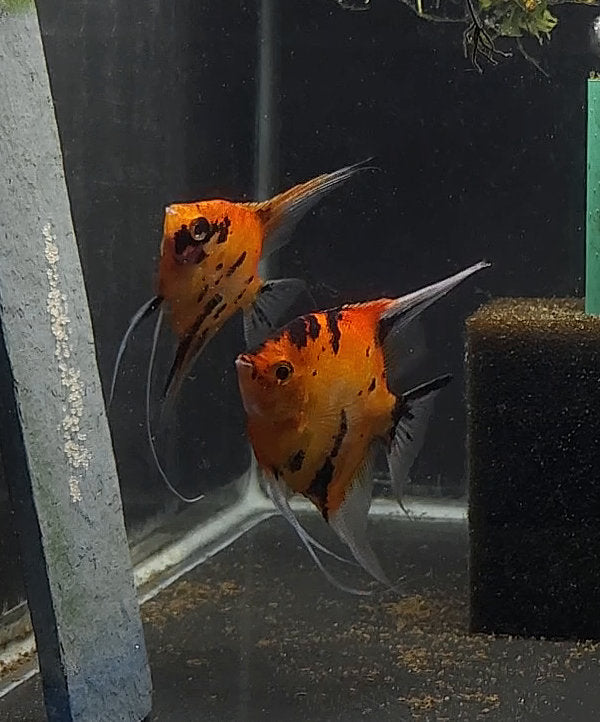 Koi Angelfish Breeding Pair #2413 for sale – Angels Plus