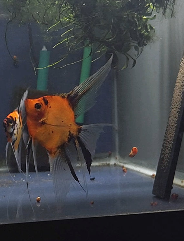 Koi Angelfish Breeding Pair #2414 for sale – Angels Plus