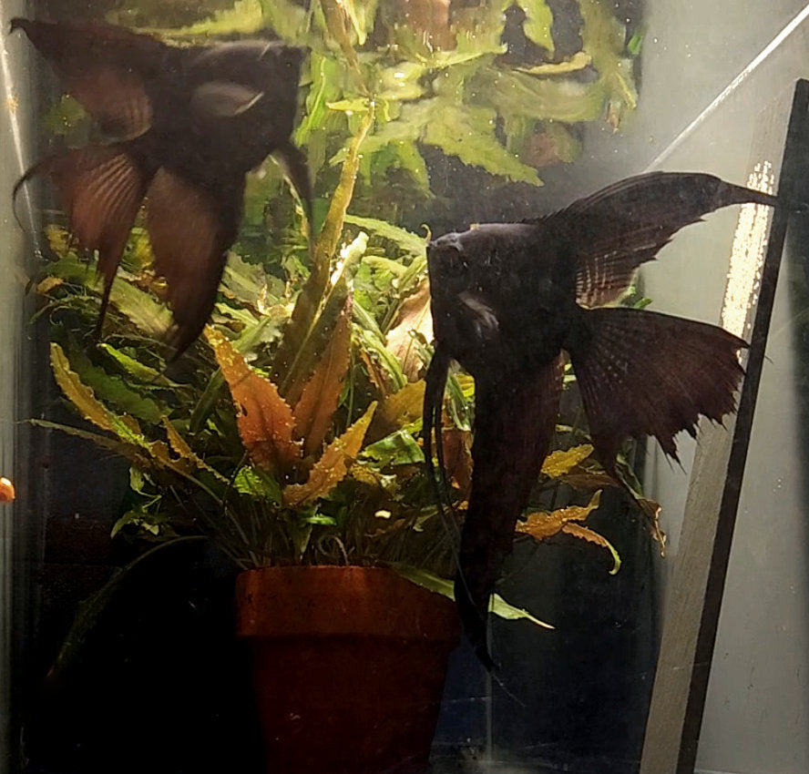 Black Angelfish Breeding Pair #2417 for sale – Angels Plus