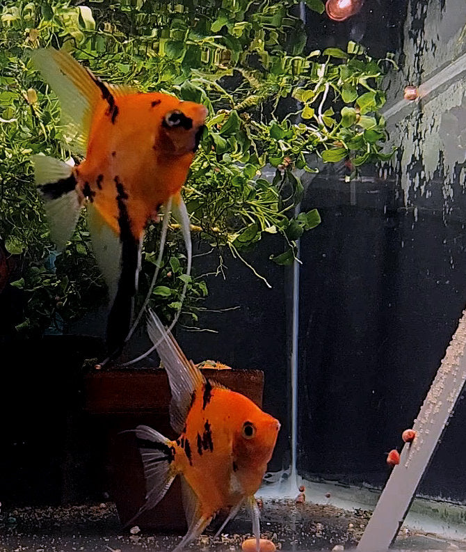 Koi Angelfish Breeding Pair #2418 for sale – Angels Plus