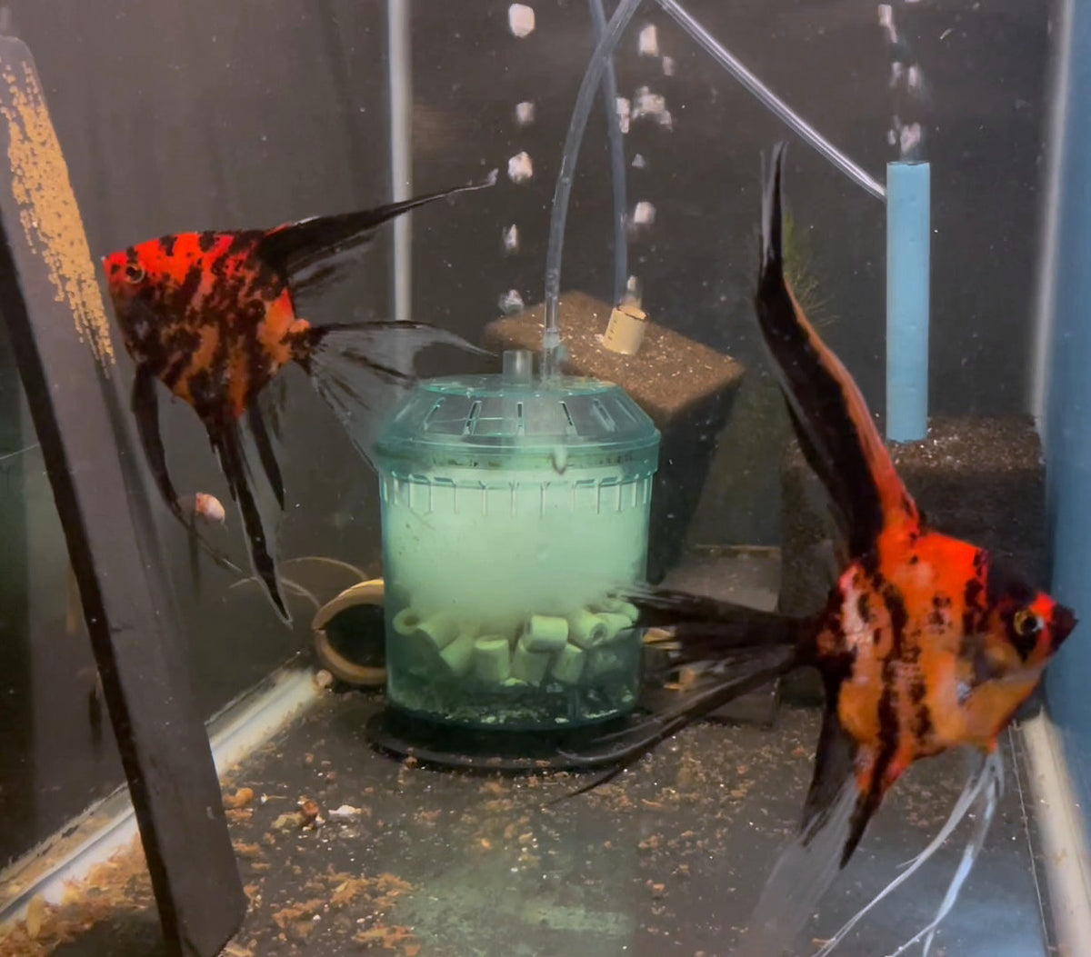 Orange Marble Angelfish Breeding Pair #2527 for sale – Angels Plus