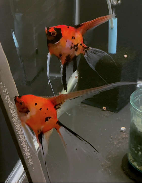 Koi Angelfish Breeding pair #3250